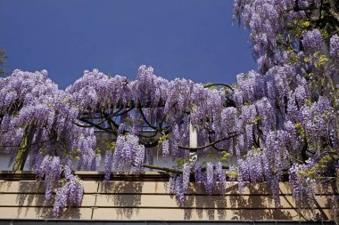 Wisteria sinensis, Çin wisteria - bitkiler bahar, Almanya, Avrupa'nın bir duvara tırmanma