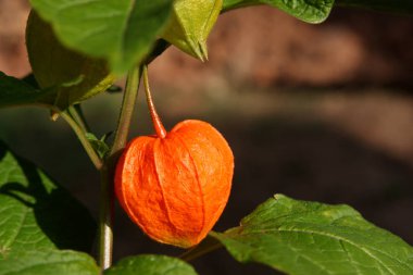 Groundcherries Cape bektaşi Close-Up