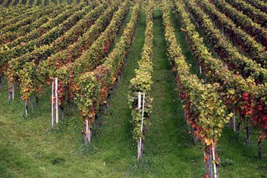 Bağ gün süre vurdu