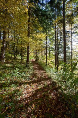 yumuşak güneş ışığı ile sonbahar boyalı orman 
