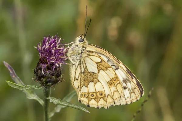 Melanargia Galathea Marbled White Butterfly Lower Saxony Germany Europe — Stock Photo, Image