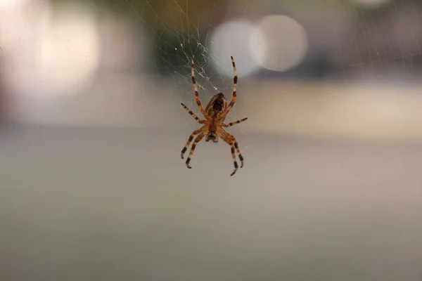 Araignée Jardin Européenne Araneus Diadematus Sur Net — Photo