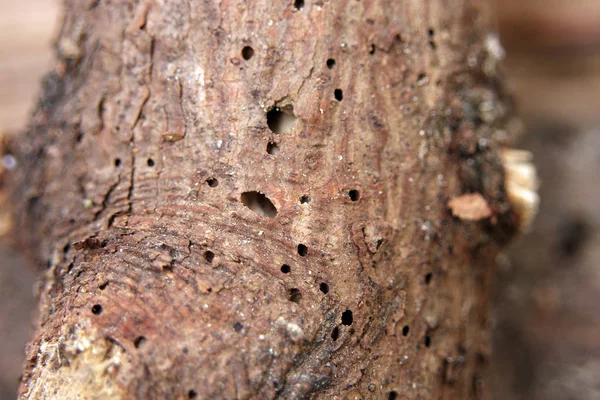 穴シロアリと木材の表面のクローズ アップ写真 — ストック写真
