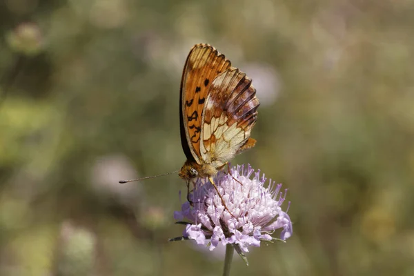 Brenthis Daphne Mramorové Fritillary Jižní Francie Evropa — Stock fotografie