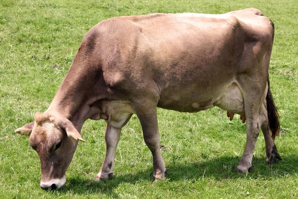 Tehén Zár Megjelöl Szemcsésedik — Stock Fotó