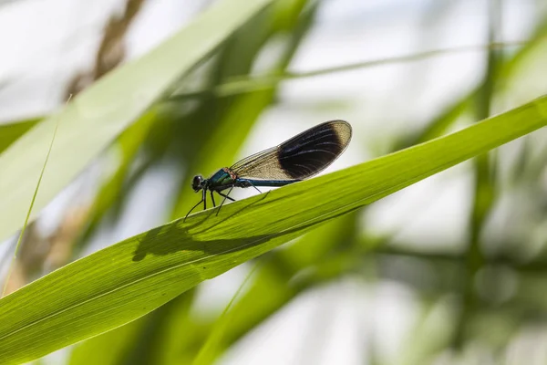 从德国下萨克森 奖芨芨草 带状的蓑羽 雄性蜻蜓 — 图库照片
