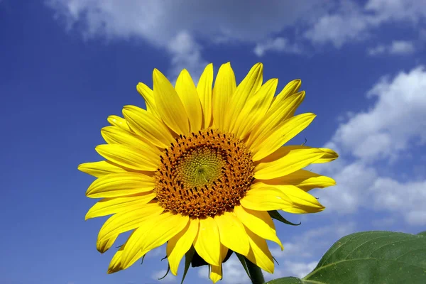 Primer Plano Hermoso Girasol Amarillo Aire Libre Fondo Del Cielo — Foto de Stock