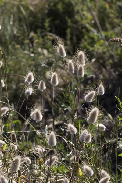 Reed Gräs Med Grunge Effekt — Stockfoto