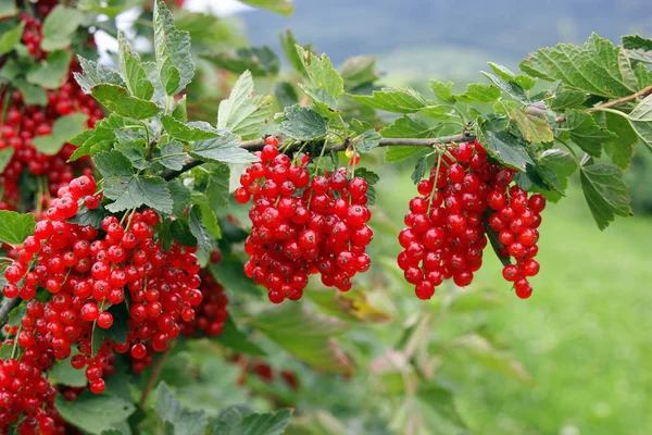 Foto Ravvicinata Bacche Fresche Ribes Rosso Crudo — Foto Stock