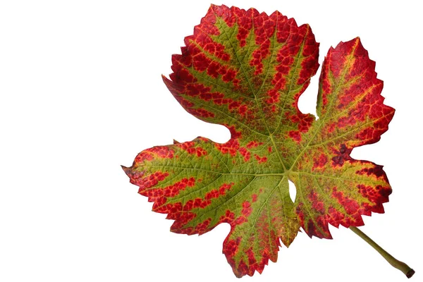 Hösten Färgglada Löv Isolerade Vit Bakgrund Närbild — Stockfoto