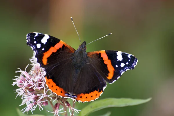 Gros Plan Belle Papillon — Photo