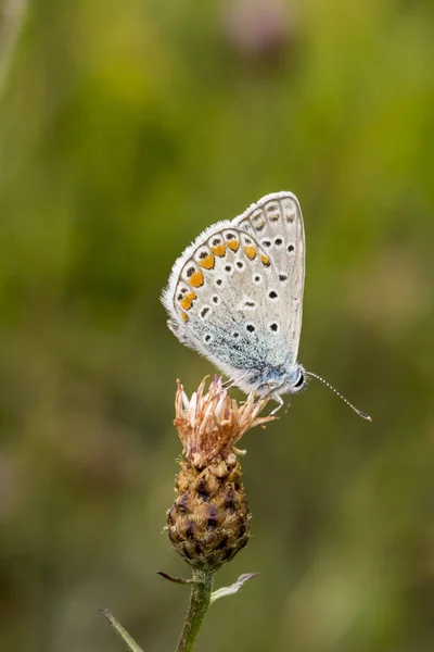 Polyommatus Icarus Mariposa Azul Común Baja Sajonia Alemania — Foto de Stock