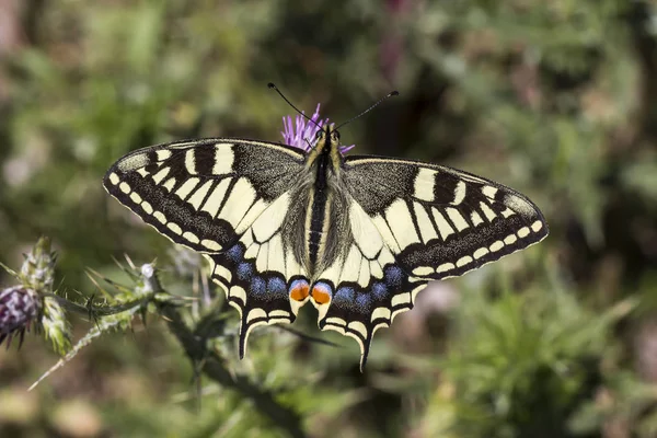Papilio Machaon Swallowtail Butterfly Italy Europe — Stock Photo, Image