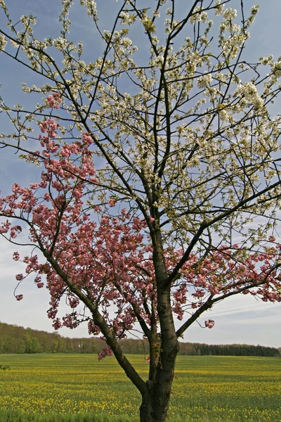 Вишневе Дерево Біло Рожевий Розквітає Бад Rothenfelde Osnabrueck Країни Нижня — стокове фото