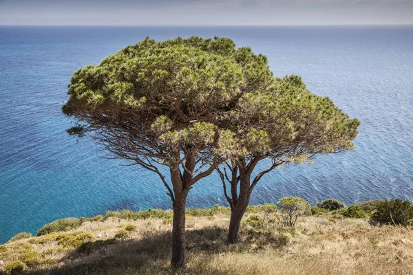 Фото Свіжий Зелений Оливкове Дерево Італія Європа — стокове фото