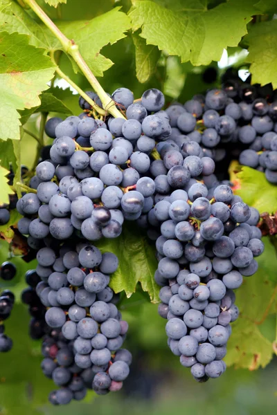 Foto Cerca Frutas Frescas Uvas — Foto de Stock