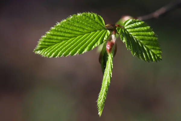 Foto Ravvicinata Foglie Fresche Verdi — Foto Stock