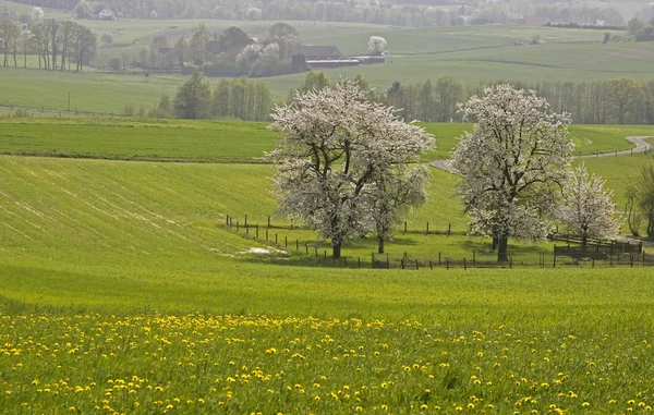 Jarní Krajina Třešní Hagen Dolní Sasko Německo Evropa — Stock fotografie