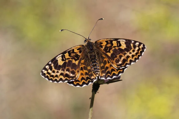 Melitaea Δίδυμα Spotted Fritillary Κόκκινο Ζώνη Fritillary Από Νότια Γαλλία — Φωτογραφία Αρχείου