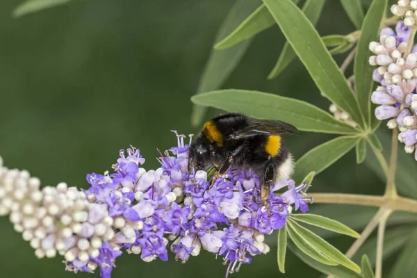 Large Earth Bumblebee Chaste Tree Sunny Day — Stock Photo, Image