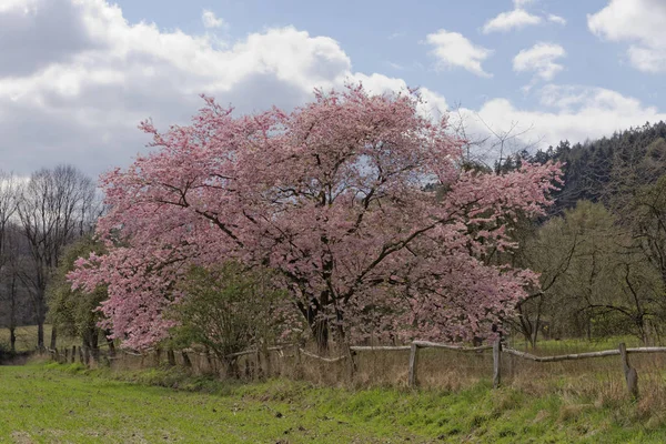 Ιαπωνικά Κερασιά Άνοιξη Δάσος Teutoburg Στην Ευρώπη Φόντο Χαμηλότερη Σαξωνία — Φωτογραφία Αρχείου