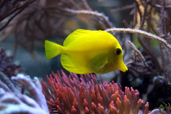 Beautiful Color Fish Close Shot Stock Photo by ©CHROMORANGE 184443248