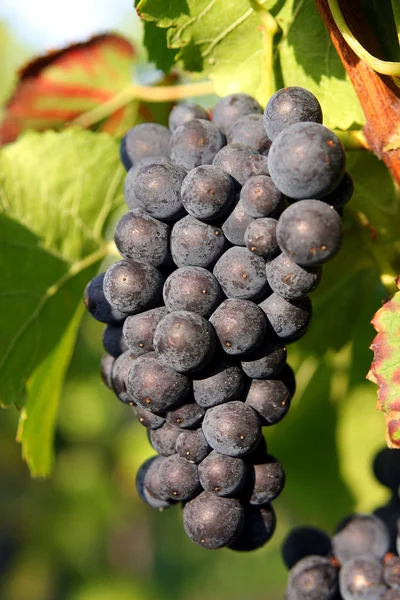 Foto Cerca Frutas Frescas Uvas — Foto de Stock