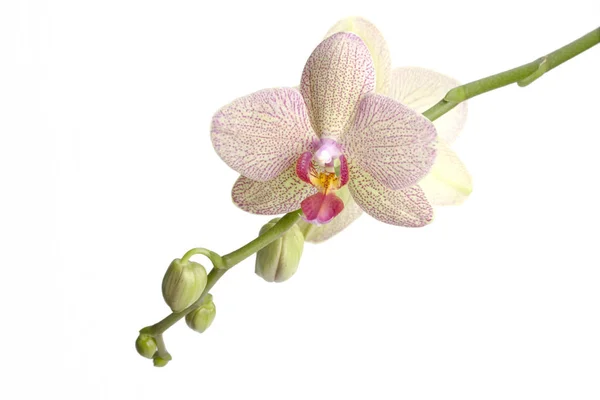 Närbild Blommande White Orchid Blommor Utomhus — Stockfoto