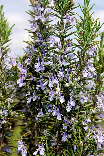 Schöner Rosmarin Mit Violetten Blüten Die Garten Wachsen — Stockfoto