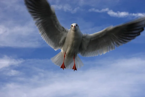 Gros Plan Goéland Argenté Européen Volant Arrière Plan Ciel — Photo