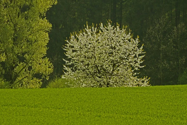 Kirschbaum Frühling Holperdorp Nordrhein Westfalen Deutschland Europa — Stockfoto