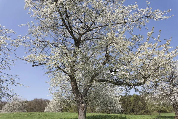 Vackra Äppelblom Med Vita Blommor Träd — Stockfoto
