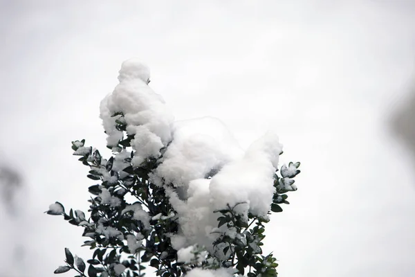 Schneebedeckter Strauch Auf Weißem Himmel Hintergrund — Stockfoto
