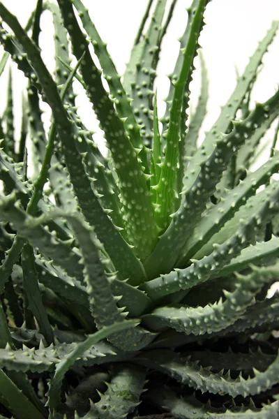 Nahaufnahme Von Aloe Vera Frischen Blättern — Stockfoto