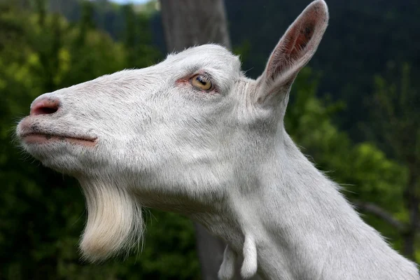 アンダルシアの田舎でヤギをクローズ アップ ショット — ストック写真