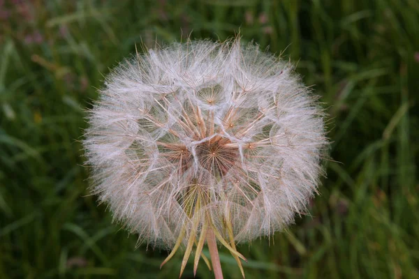 Prairie Avec Fleur Pissenlit Sur Fond Vert — Photo