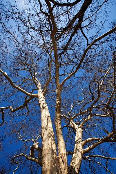 Baum Stockbild