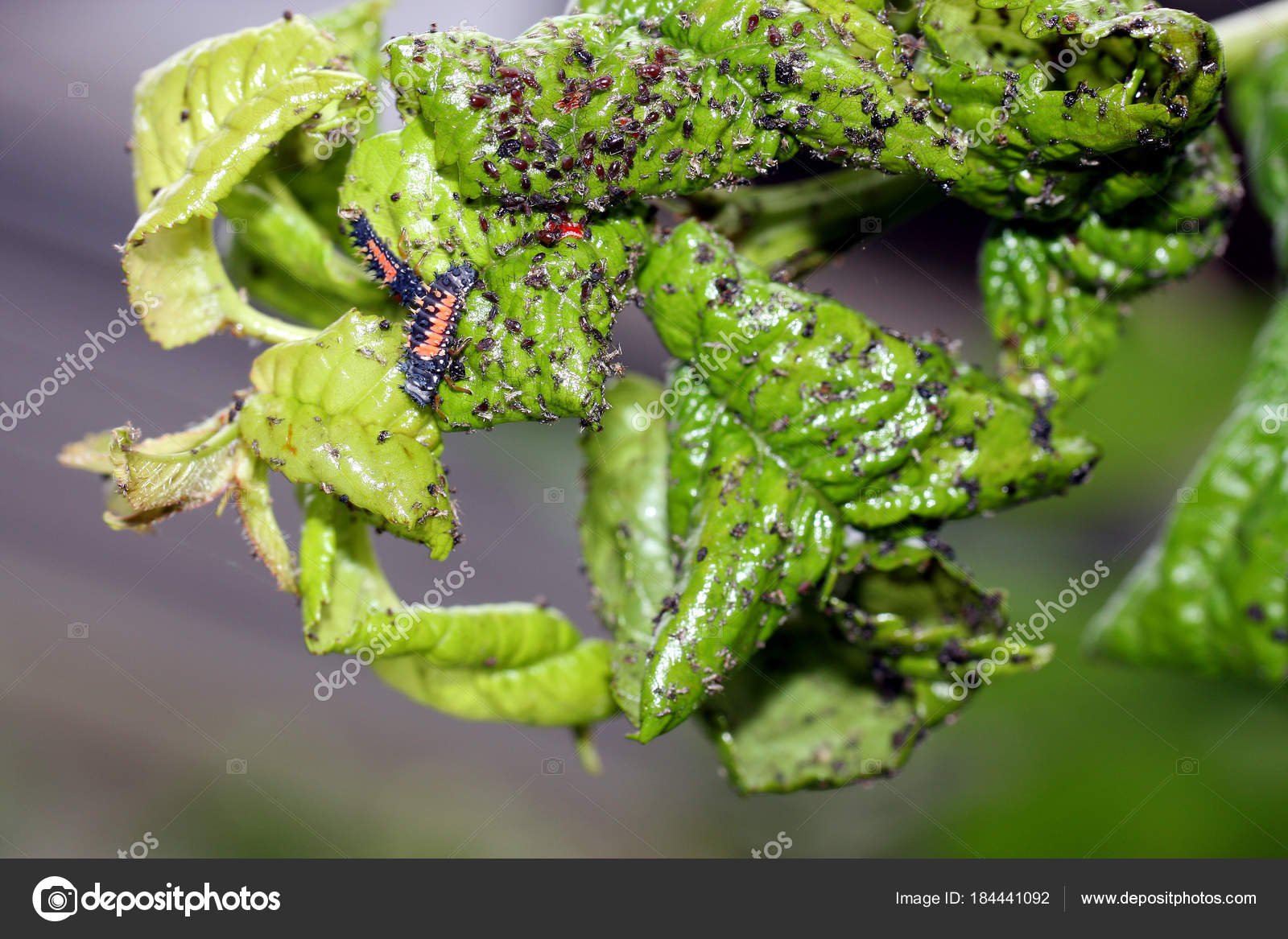 Plant Lice Green Tree Leaves Close Stock Photo by ©CHROMORANGE 184441092