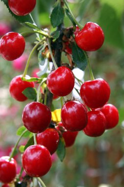 ağaç dalı ile kırmızı olgun ekşi kiraz