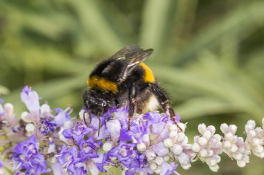 large earth bumblebee on chaste tree at sunny day  clipart