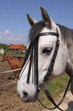 güzel at üzerinde Meadow yaz, yakın çekim