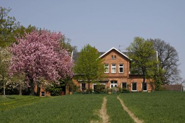 ağaç üzerinde pembe çiçekli güzel çiçeği