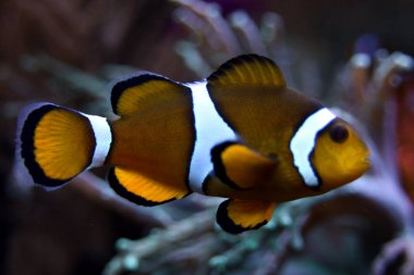 Palyaço balık temiz tuzlu su içinde Close-Up