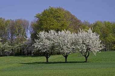 Baharda kiraz ağaçları, Hagen, Aşağı Saksonya, Almanya, Avrupa