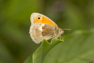 Coenonympha Pamphilus, Small Heath kelebek Aşağı Saksonya, Almanya