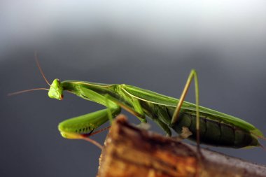 Avrupa Mantis yakın atış 