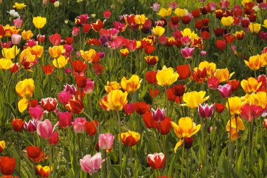 Aşağı Saksonya 'daki lale tarlası, Almanya