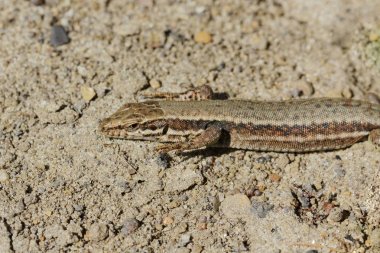 yakın çekim fotoğraf duvar kertenkele adlı bir eski Abbey duvar içinde Fransa 