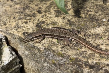yakın çekim fotoğraf duvar kertenkele adlı bir eski Abbey duvar içinde Fransa 