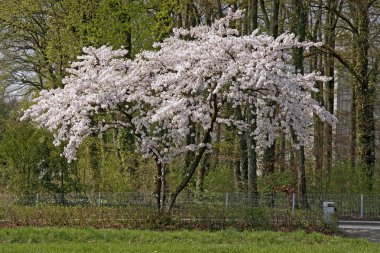 kirazlar Bahar, Aşağı Saksonya, Almanya